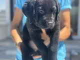 Petmode köpek çiftliğinden ziyarete açık labrador