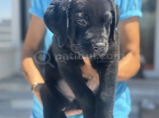 Petmode Köpek Çiftliğinden Ziyarete Açık Labrador