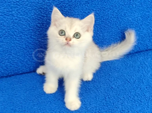 Si̇lver Ponçi̇k Yeni̇ Yuvasini Ariyor görsel
