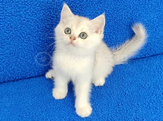 Si̇lver Ponçi̇k Yeni̇ Yuvasini Ariyor görsel