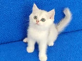 Si̇lver Ponçi̇k Yeni̇ Yuvasini Ariyor