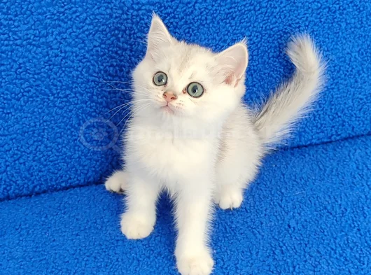Si̇lver Ponçi̇k Yeni̇ Yuvasini Ariyor görsel