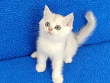 SİLVER PONÇİK YENİ YUVASINI ARIYOR
