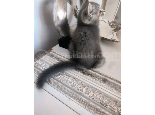 Koca Kafa Ailesini Arıyor görsel
