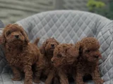 SAFKAN TOY POODLE