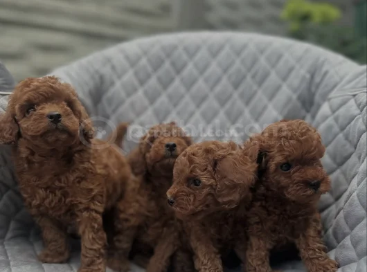 Safkan Toy Poodle
