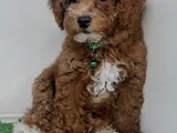 Party Color Çi̇ft Renk Toy Poodle