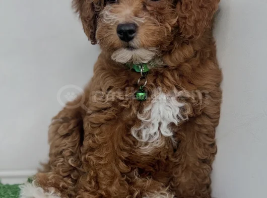 Party Color Çi̇ft Renk Toy Poodle görsel