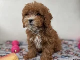 PARTY COLOR ÇİFT RENK TOY POODLE