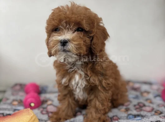 Party Color Çi̇ft Renk Toy Poodle