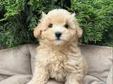 BABY SURAT MALTİPOO BEBEKLER