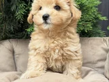 Baby Surat Malti̇poo Bebekler