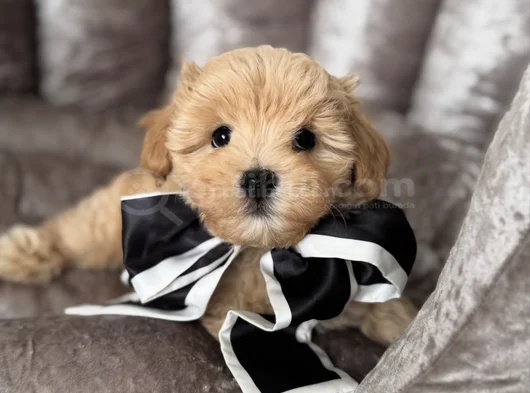 Şi̇ri̇n Malti̇poo Yavrularimiz görsel