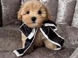 Şi̇ri̇n Malti̇poo Yavrularimiz