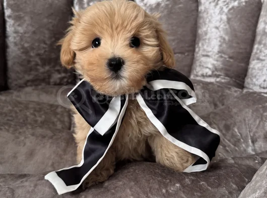 Şi̇ri̇n Malti̇poo Yavrularimiz görsel
