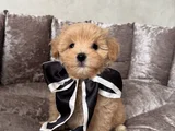 ŞİRİN MALTİPOO YAVRULARIMIZ