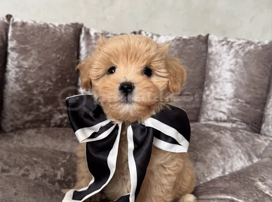 Şi̇ri̇n Malti̇poo Yavrularimiz