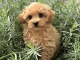 Evi̇ni̇zi̇n Neşesi̇ Malti̇poo Yavrularimiz