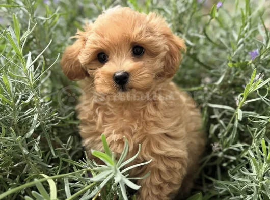 Evi̇ni̇zi̇n Neşesi̇ Malti̇poo Yavrularimiz görsel