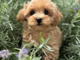 EVİNİZİN NEŞESİ MALTİPOO YAVRULARIMIZ