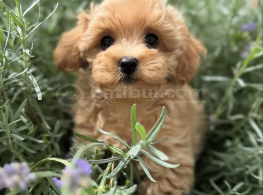 Evi̇ni̇zi̇n Neşesi̇ Malti̇poo Yavrularimiz