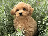 Evi̇ni̇zi̇n Neşesi̇ Malti̇poo Yavrularimiz