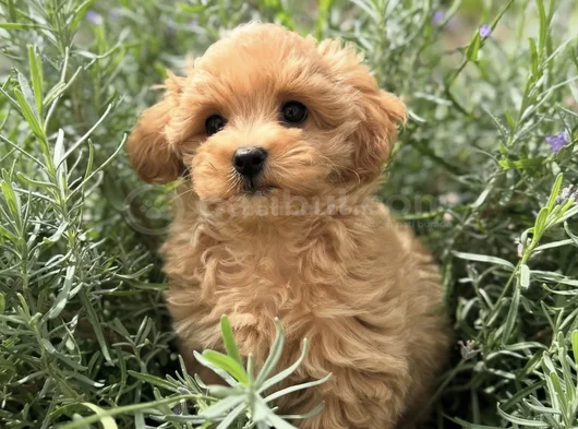 Evi̇ni̇zi̇n Neşesi̇ Malti̇poo Yavrularimiz görsel