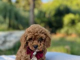 Efsane Güzellikte Safkan Tiny Toy Poodle Yavrular