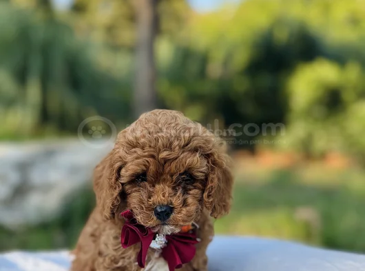Efsane Güzellikte Safkan Tiny Toy Poodle Yavrular görsel