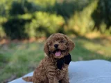 Efsane Güzellikte Safkan Tiny Toy Poodle Yavrular