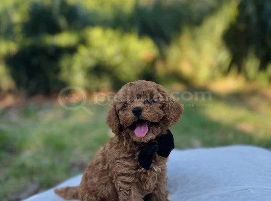 Efsane Güzellikte Safkan Tiny Toy Poodle Yavrular görsel