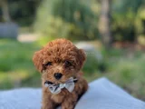 Efsane Güzellikte Safkan Tiny Toy Poodle Yavrular