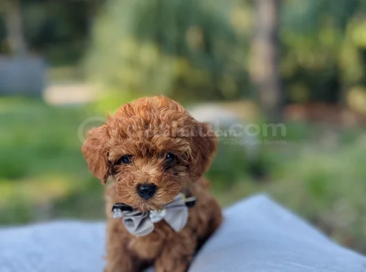 Efsane Güzellikte Safkan Tiny Toy Poodle Yavrular görsel