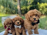 Efsane Güzellikte Safkan Tiny Toy Poodle Yavrular