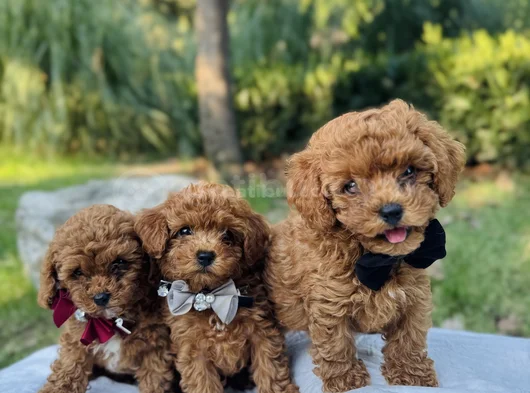 Efsane Güzellikte Safkan Tiny Toy Poodle Yavrular