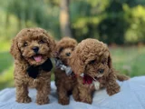 Efsane Güzellikte Safkan Tiny Toy Poodle Yavrular