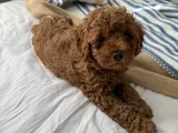 Bir Numara Toy Poodle
