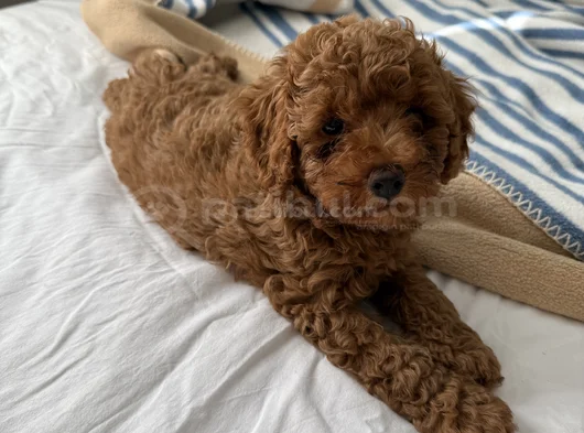 Bir Numara Toy Poodle görsel