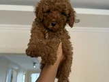 Bir numara toy poodle