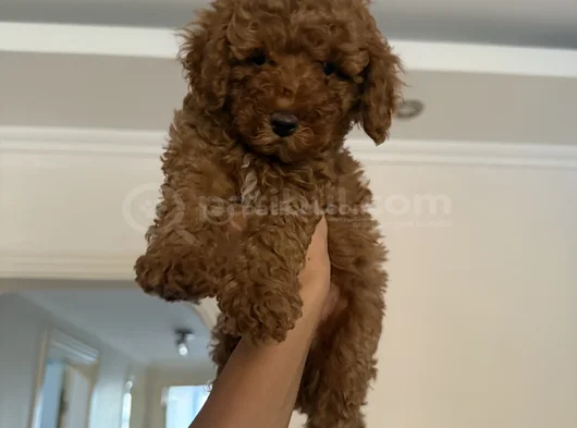 Bir Numara Toy Poodle