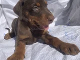 Kaliteli Doberman Yavrular