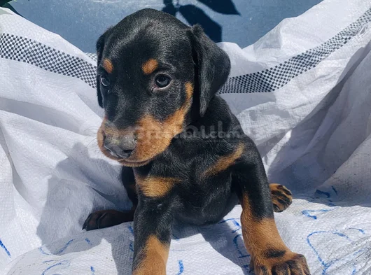 Kaliteli Doberman Yavrular görsel