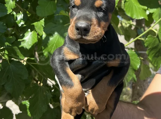 Kaliteli Doberman Yavrular görsel