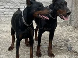 Kaliteli doberman yavrular