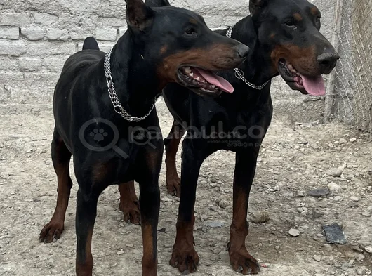 Kaliteli Doberman Yavrular
