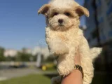 KORE KAN GERÇEK  Maltipoo Yavrular