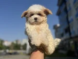 Kore Kan Gerçek  Maltipoo Yavrular