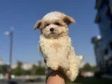 Kore Kan Gerçek  Maltipoo Yavrular