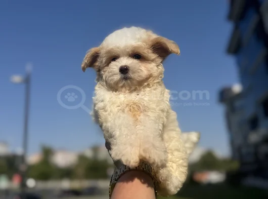 Kore Kan Gerçek  Maltipoo Yavrular görsel