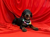 PREMIUM DACHSHUND SOSIS YAVRULAR